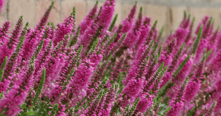 Beeline Petite Pink Veronica image