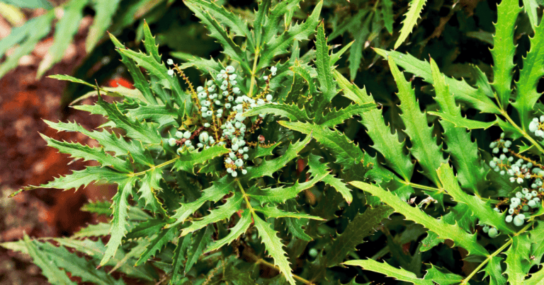 Beijing Beauty™ Mahonia image