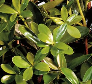 Bigfoot Cleyera with glossy green leaves