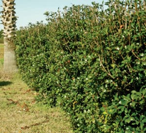 Bigfoot Cleyera shrubs with palm tree
