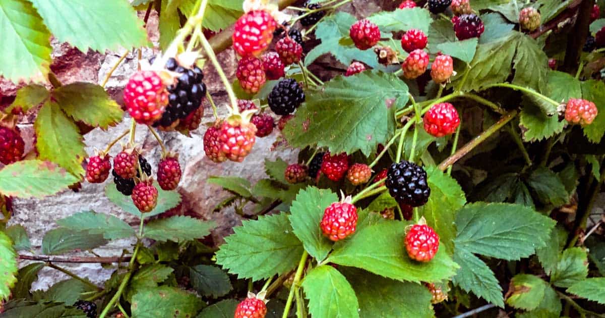 close up of blackberries ready for harvest on the vine