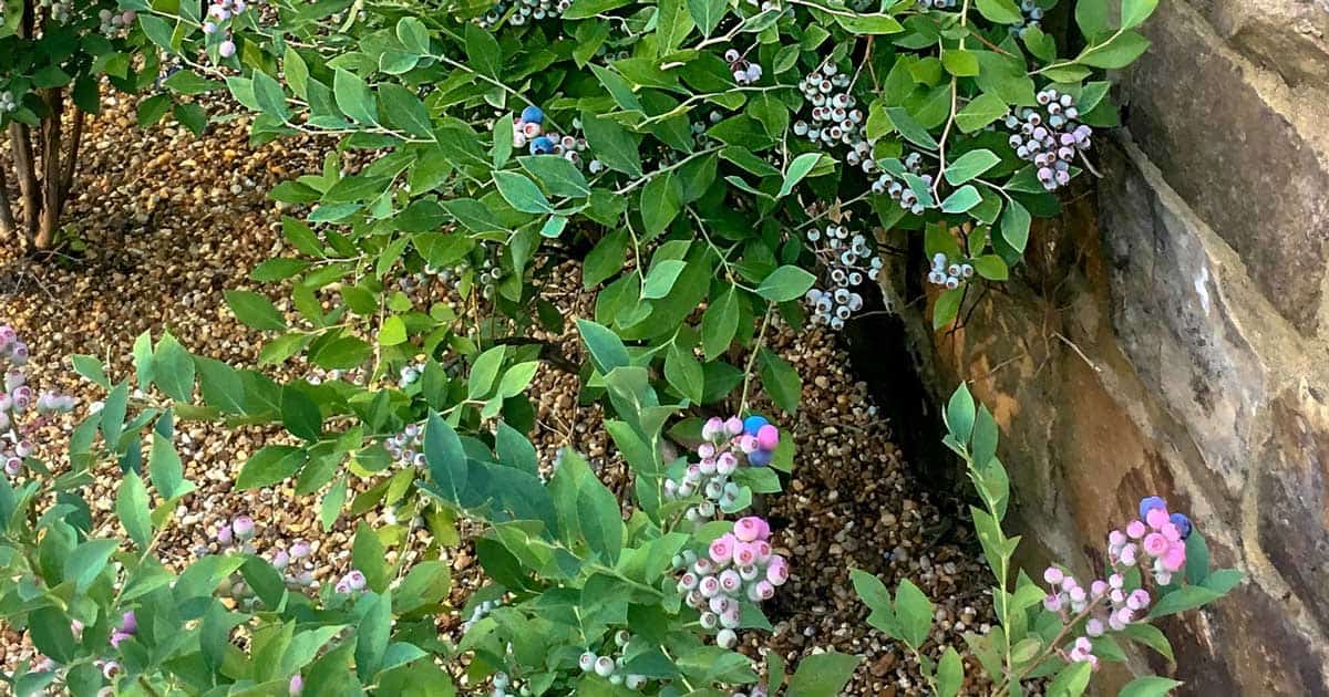 Blueberry plants