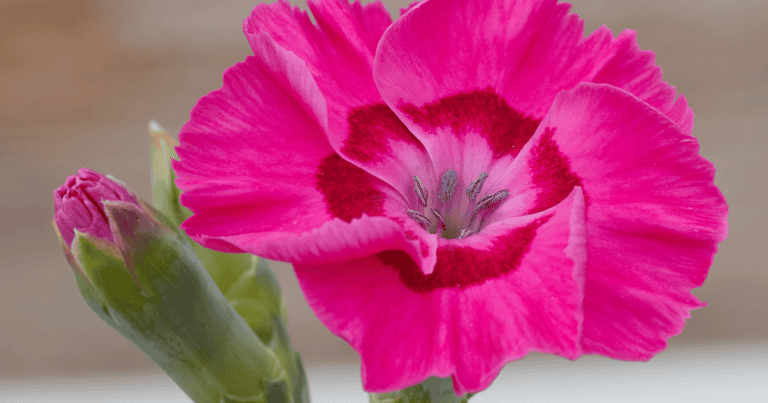 Close-up of a bright pink dianthus flower