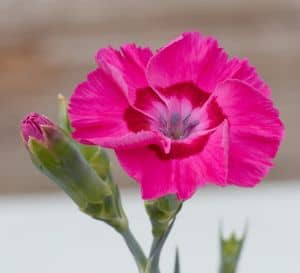 Close-up of a bright pink dianthus flower with a partially closed bud beside it, set against a blurred background.