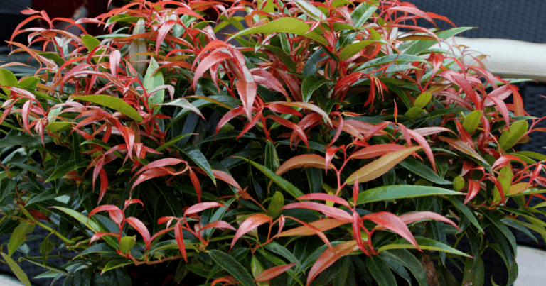 Burning Love™ Leucothoe image