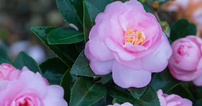 Light Pink Shi Shi bloom on evergreen leaves