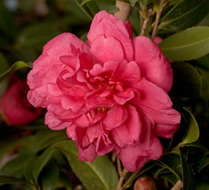 Close-up on formal double pink-red bloom of Alabama Beauty Camellia