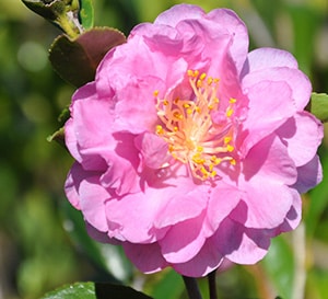 Pink Stella Camellia with yellow center
