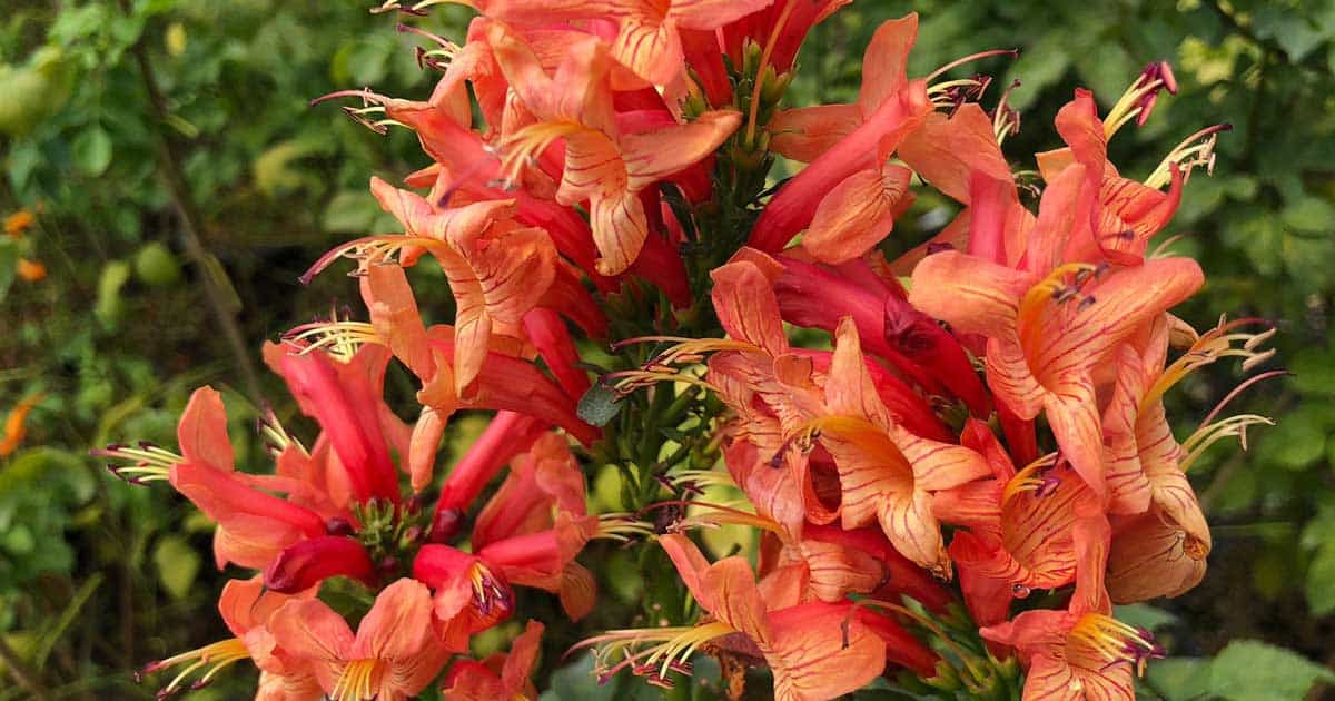 Cape Town™ Coral Tecomaria