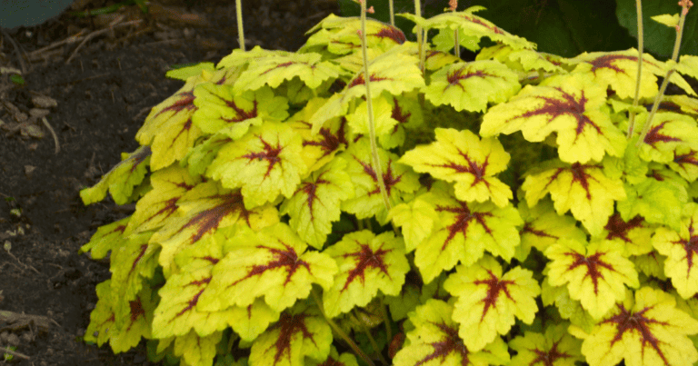 A cluster of bright yellow-green leaves with deep red veins.