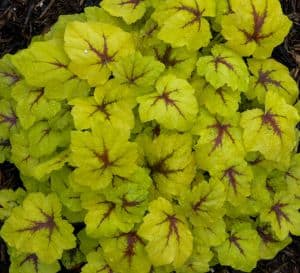 A cluster of bright yellow-green leaves with deep red veins.