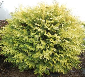 Night Light Chamaecyparis planted in flower bed with mulch