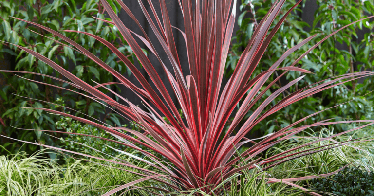 beautiful burgundy and pink variegated bladed leaves are cold-hardy