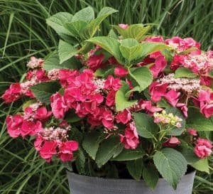 Cherry Explosion™ Hydrangea flowers