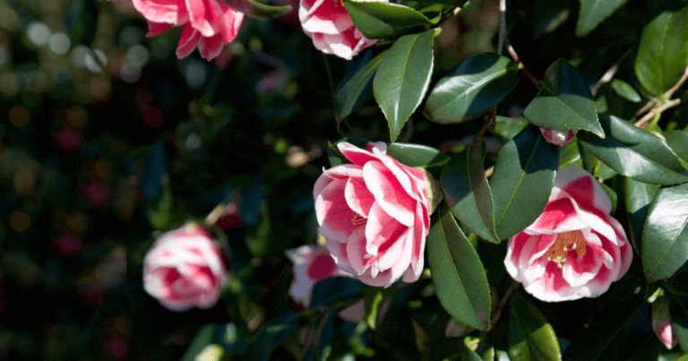 Christmas Carol™ Camellia
