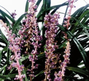 Cleopatra Liriope, pale pink buds with evergreen leaves