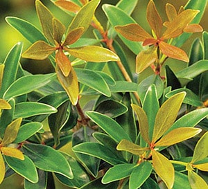 Bronze Beauty new growth red with pale green close to the stem