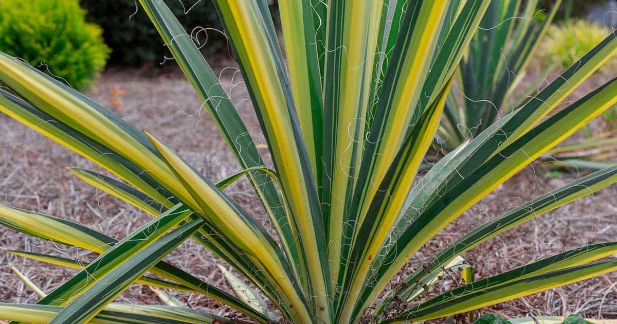 'Color Guard' Yucca