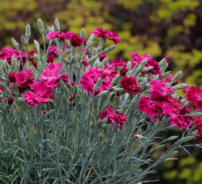 colorpop pickables dianthus