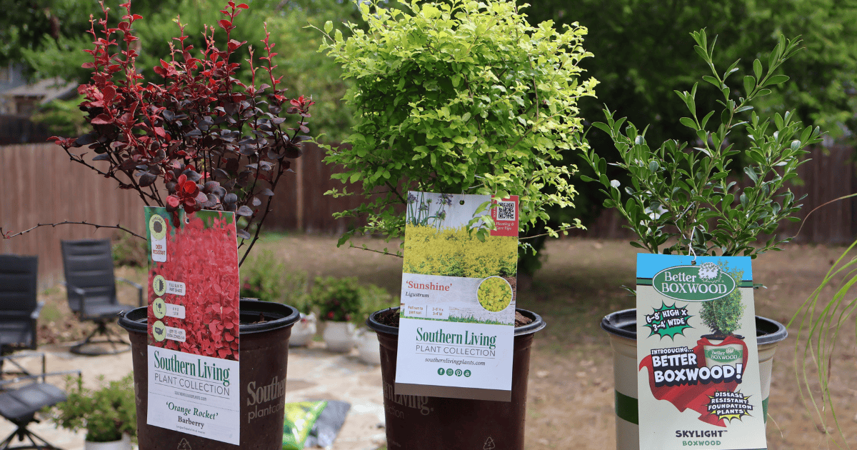 Three potted plants from the Southern Living Plant Collection and Better Boxwood are displayed outdoors on a patio. Each pot has a label with plant information and brand logos.