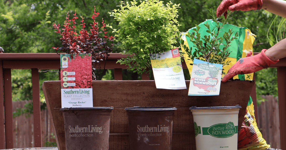 Three potted plants on a wooden deck are arranged next to their respective empty plant containers and tags. A person wearing red gloves is handling the plant on the right.