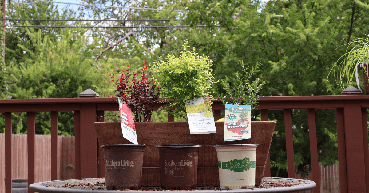 Three potted plants with labeled tags are placed on a wooden surface outdoors, with a red fence and green trees visible in the background.