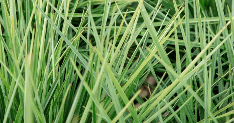 Coolvista™ Dianella image