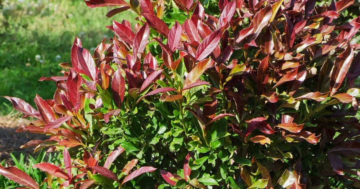 Coppertop® Sweet Viburnum