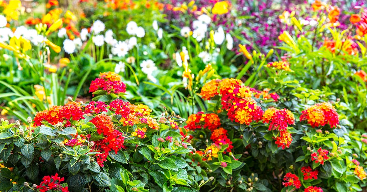 cottage esque perennial island pack it in