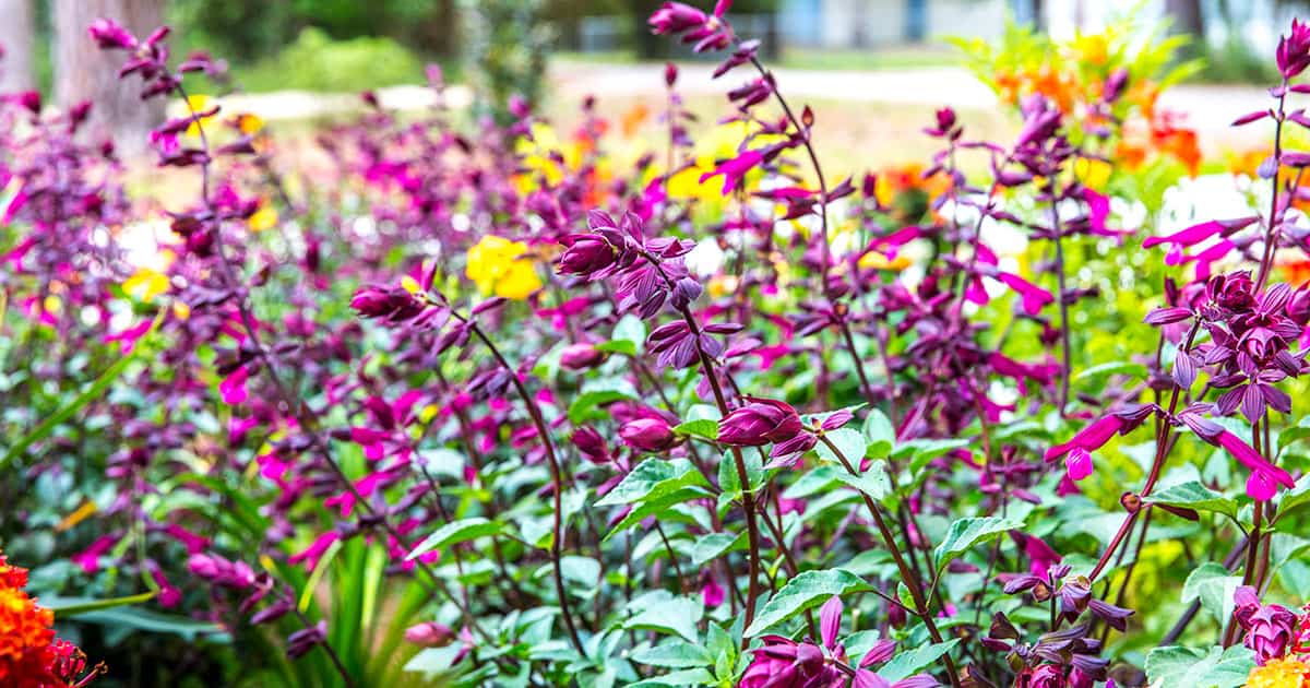 cottage esque perennial island profusion of flowers