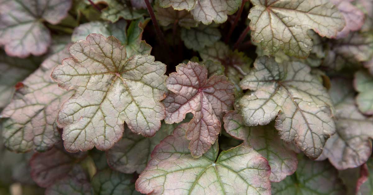 cracked ice heucherella