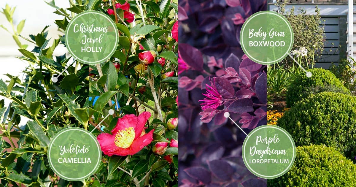 december twelve months of color