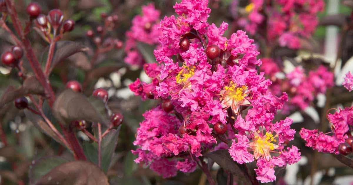 Delta Fusion™ Crapemyrtle 