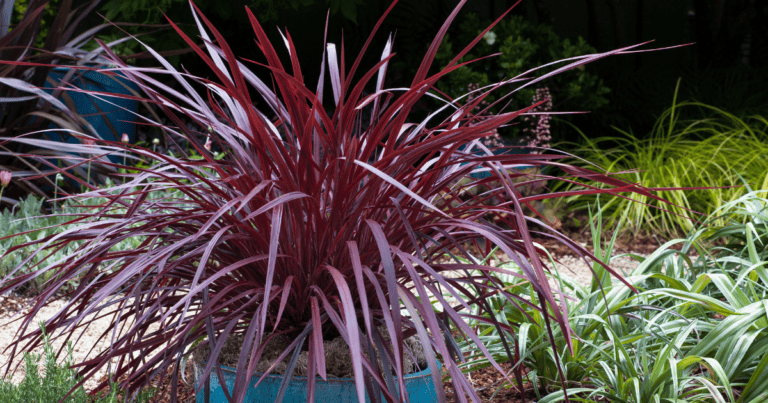Design-A-Line™ Cordyline image