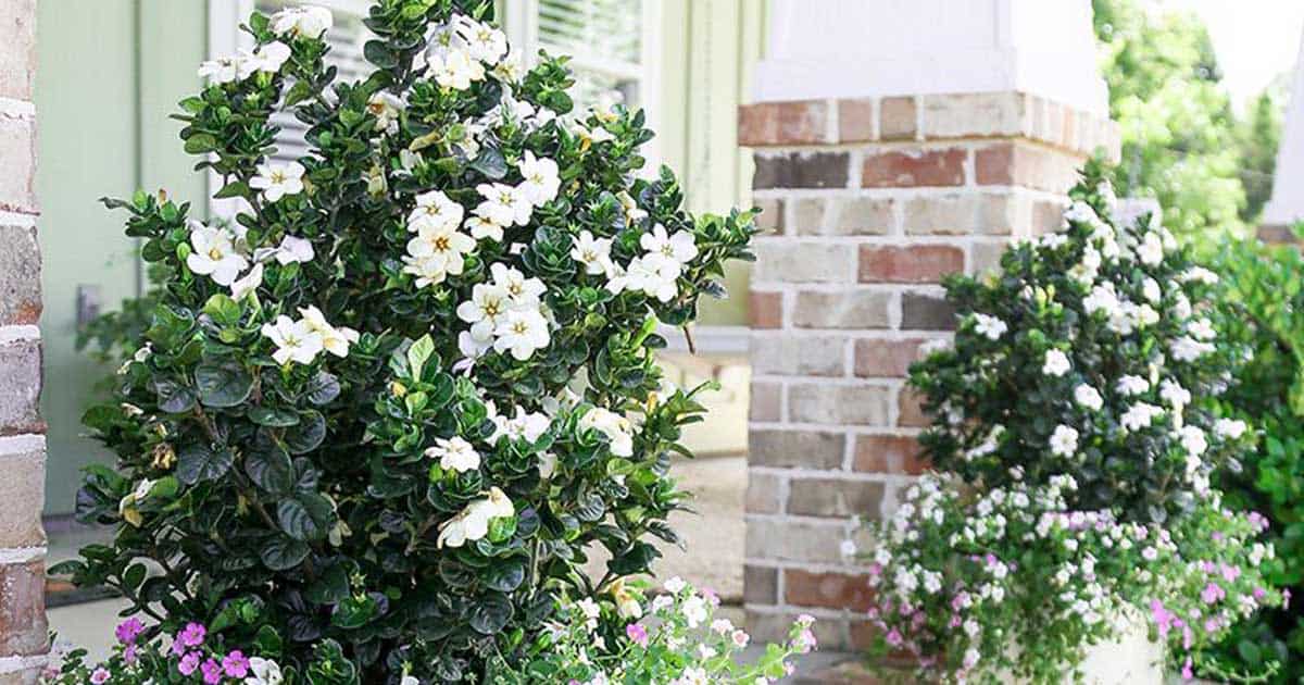Diamond Spire Gardenia