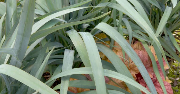 Clarity Blue Dianelle