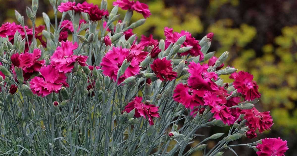 dianthus
