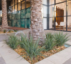 Coolvista Danella surrounding a palm tree in front of an office building