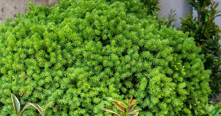 close up of Dragon Prince Cryptomeria