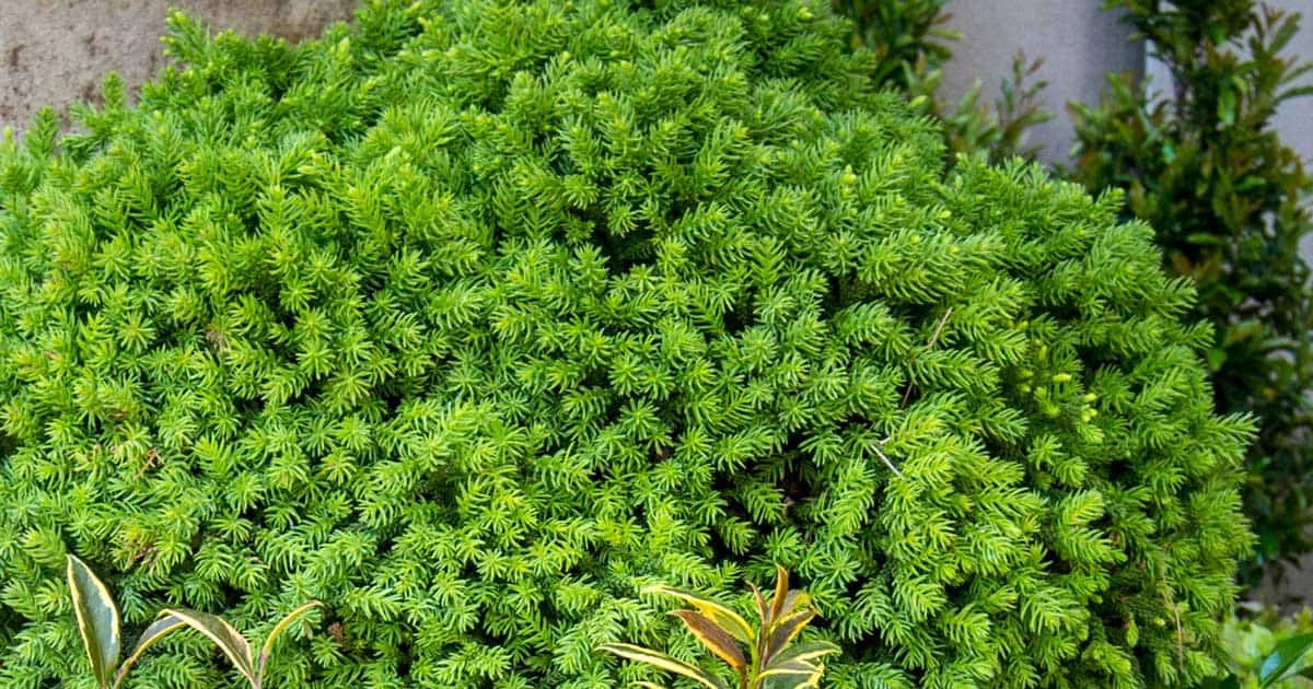 Dragon Prince Cryptomeria