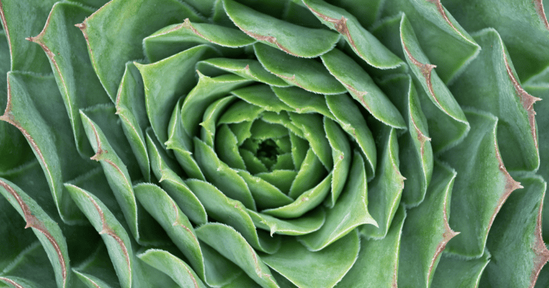 SUPERSEMPS® 'Emerald' Sempervivum image