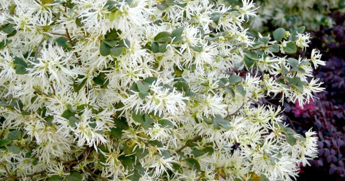 Emerald Snow Loropetalum