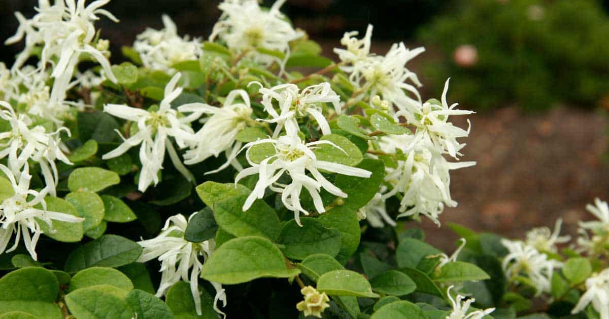 emerald snow loropetalum