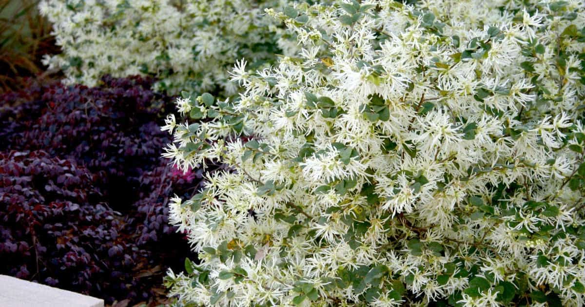 Emerald Snow® Loropetalum