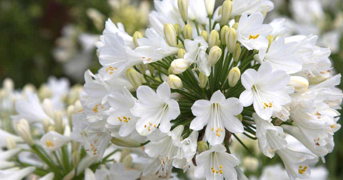 Ever White Agapanthus