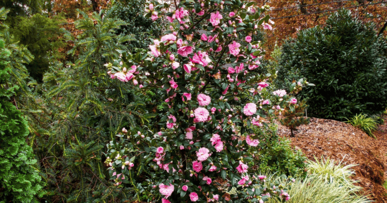 'Fall Fantasy' Camellia image
