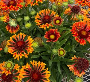 Close up of Fanfare Amber Glow Gaillardia