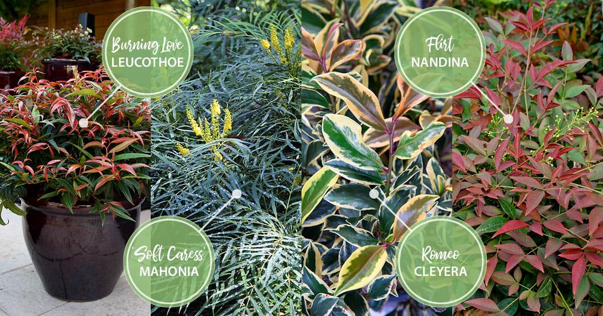 february twelve months of color