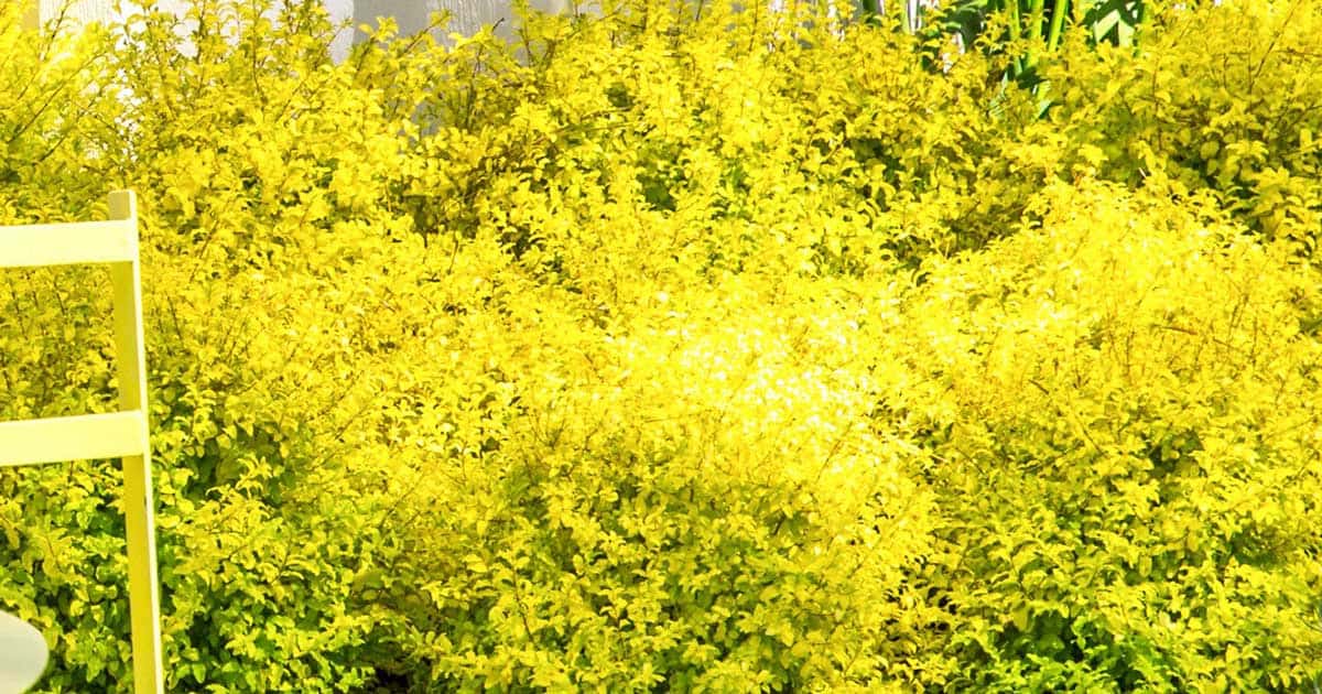 Sunshine Ligustrum