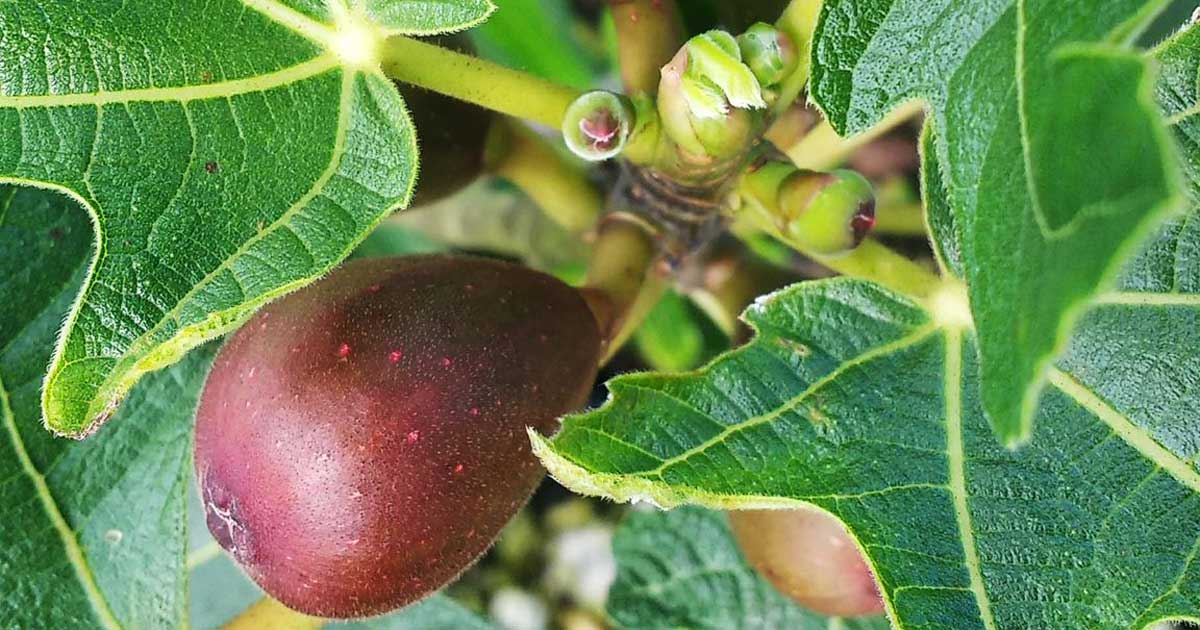 little miss figgy close up